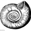 Planorbis euomphalus