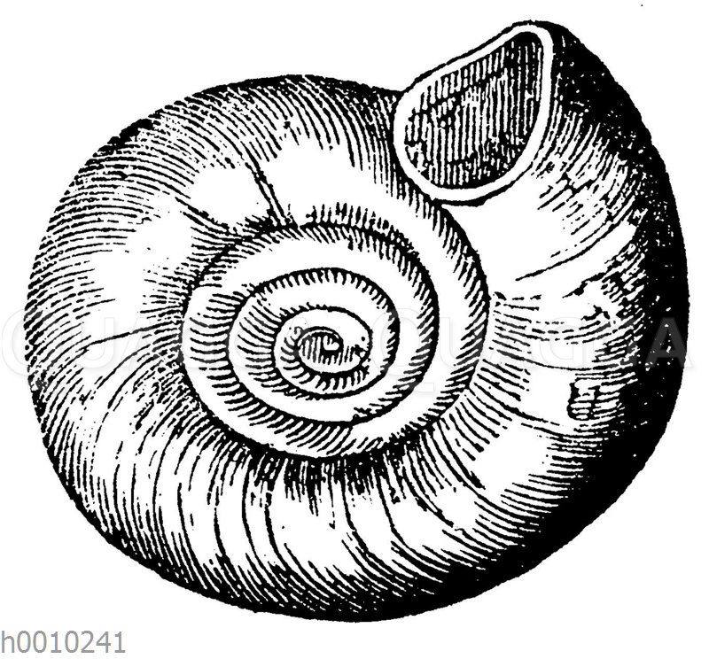 Planorbis euomphalus