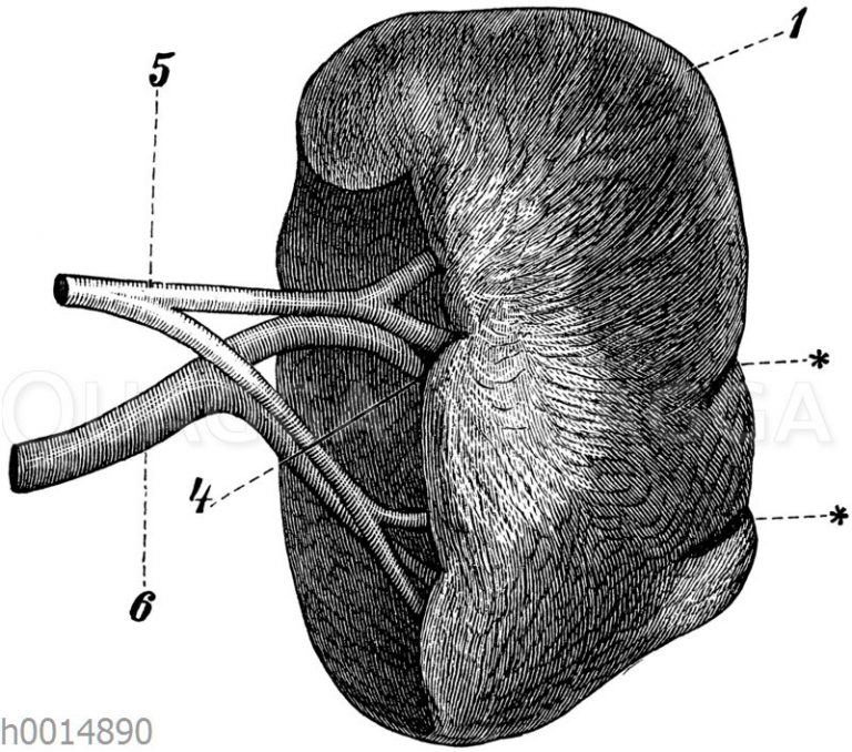 Ohr. Labyrinth. a) Gehörnerv, b) Schnecke, c) ovales