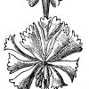 Zwergschlüsselblume