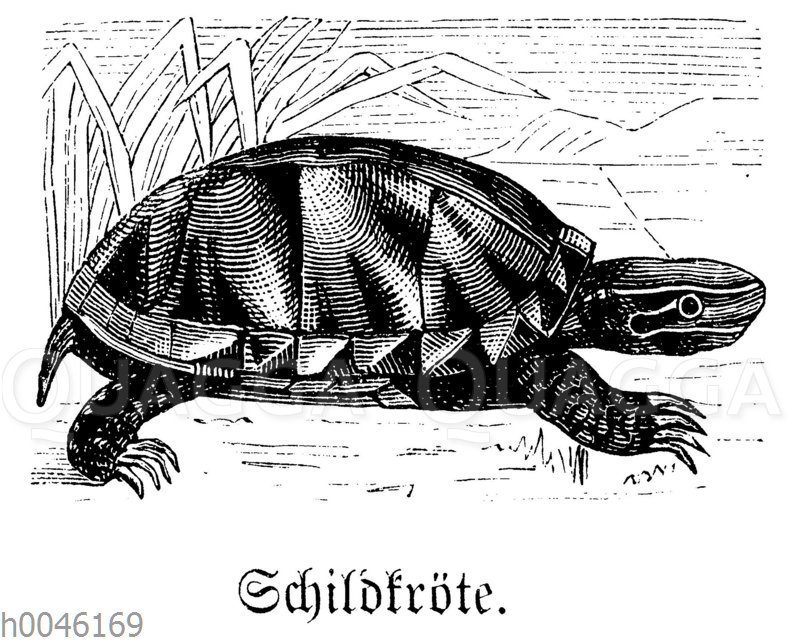 Schildkröte