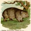 Wombat