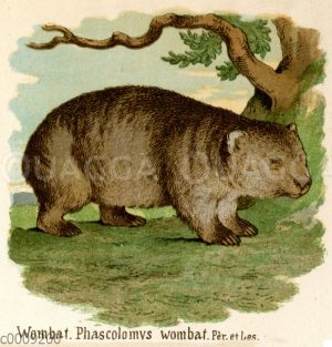 Wombat