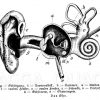 Ohr des Menschen