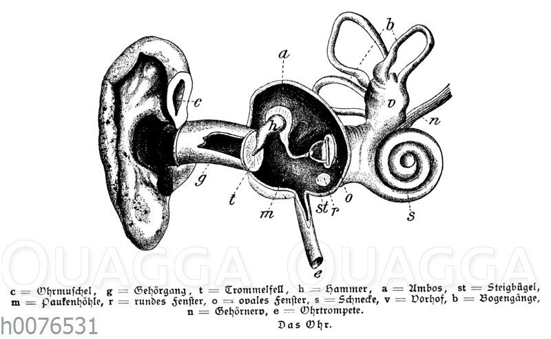 Ohr des Menschen