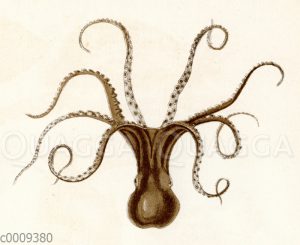 Seepolyp