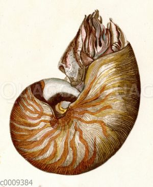 Nautilus