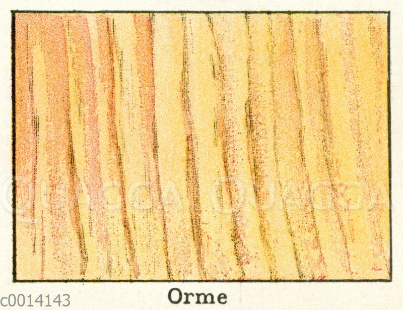 Holzart: Ulme