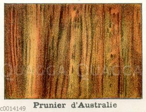 Holzart: Prunier d'Australie