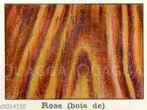 Holzart: Rose