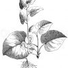 Aristolochia