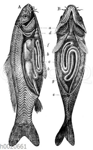Karpfen: Innere Organe