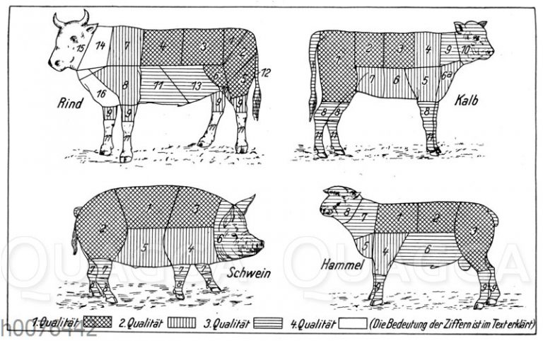 Fleisch Und Fleischqualit T Von Rind Kalb Schwein Und Hammel Quagga