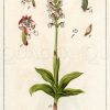 Gebrannte Orchis