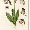 Dunkelrote Orchis