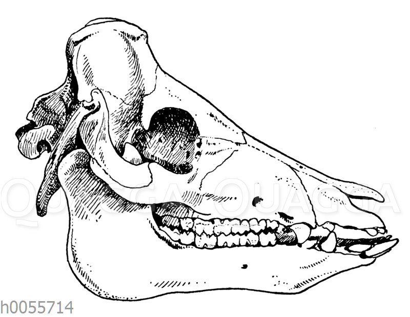 Hausschwein: Schädel