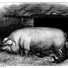 Hausschwein: Große englische weiße Rasse