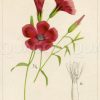 Linum grandiflorum f. rubrum