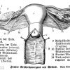 Frau: Innere Geschlechtsorgane ('Innere Geschlechtsorgane des Weibes')