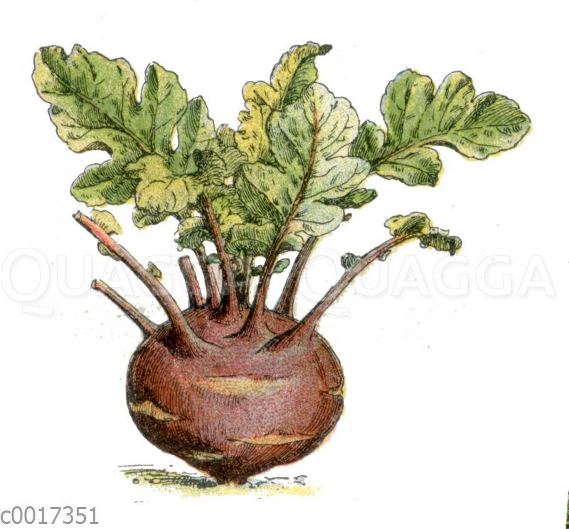 Kohlrabi