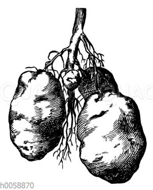 Unterirdische Ausläufer und Knollen der Kartoffel