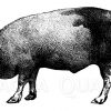 Schwein von Perigord