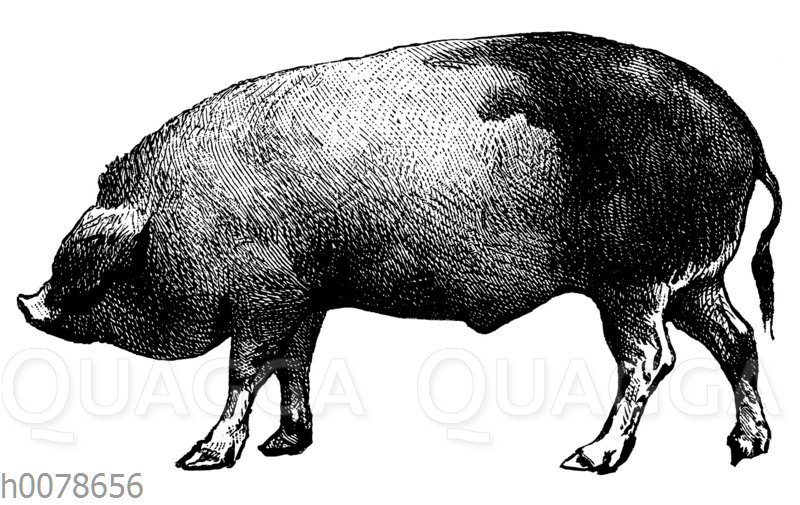 Schwein von Perigord