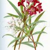 Oleander