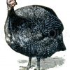 Perlhuhn