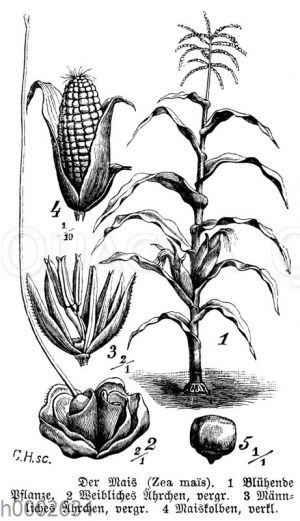 Maispflanze
