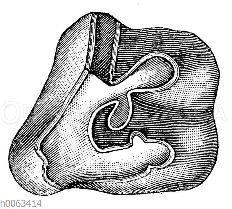 Aceratherium incisivum: Oberer Backenzahn