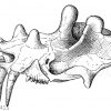 Oberer Teil des Schädels von Loxolophodon mirabilis