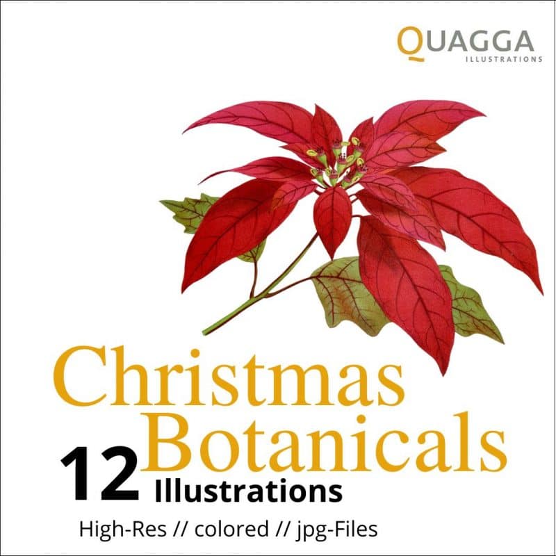 Christmas Botanicals: 12 historische Illustrationen [Digital]