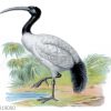 Ibis