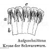 Schwarzwurz: Aufgeschnittene Blütenkrone