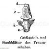 Frauenschuh: Griffelsäule und Staubblätter