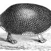 Glyptodon