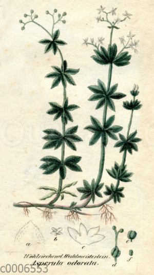 Waldmeister