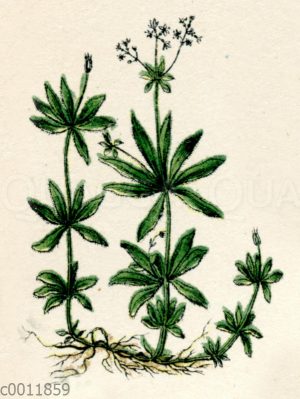 Waldmeister