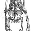 Gorilla: Skelett