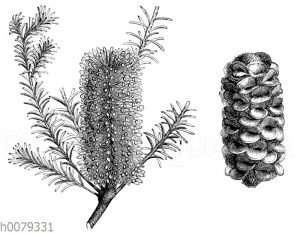 Banksia ericitolia: Blühender Zweig und Fruchtstand