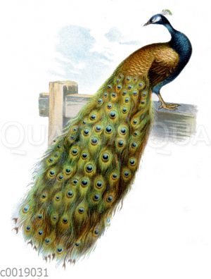 Pfau