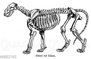 Löwe: Skelett