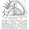 Seeigel: Innere Organe