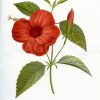 Hibiscus rosa linensis (Chinesischer Roseneibisch)