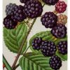 Brombeere