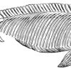 Ichthyosaurus communis