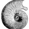 Ammonites (Harpoceras) opalinus