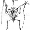 Pterodactylus spectabilis