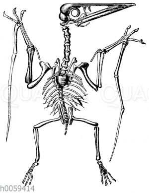 Pterodactylus spectabilis